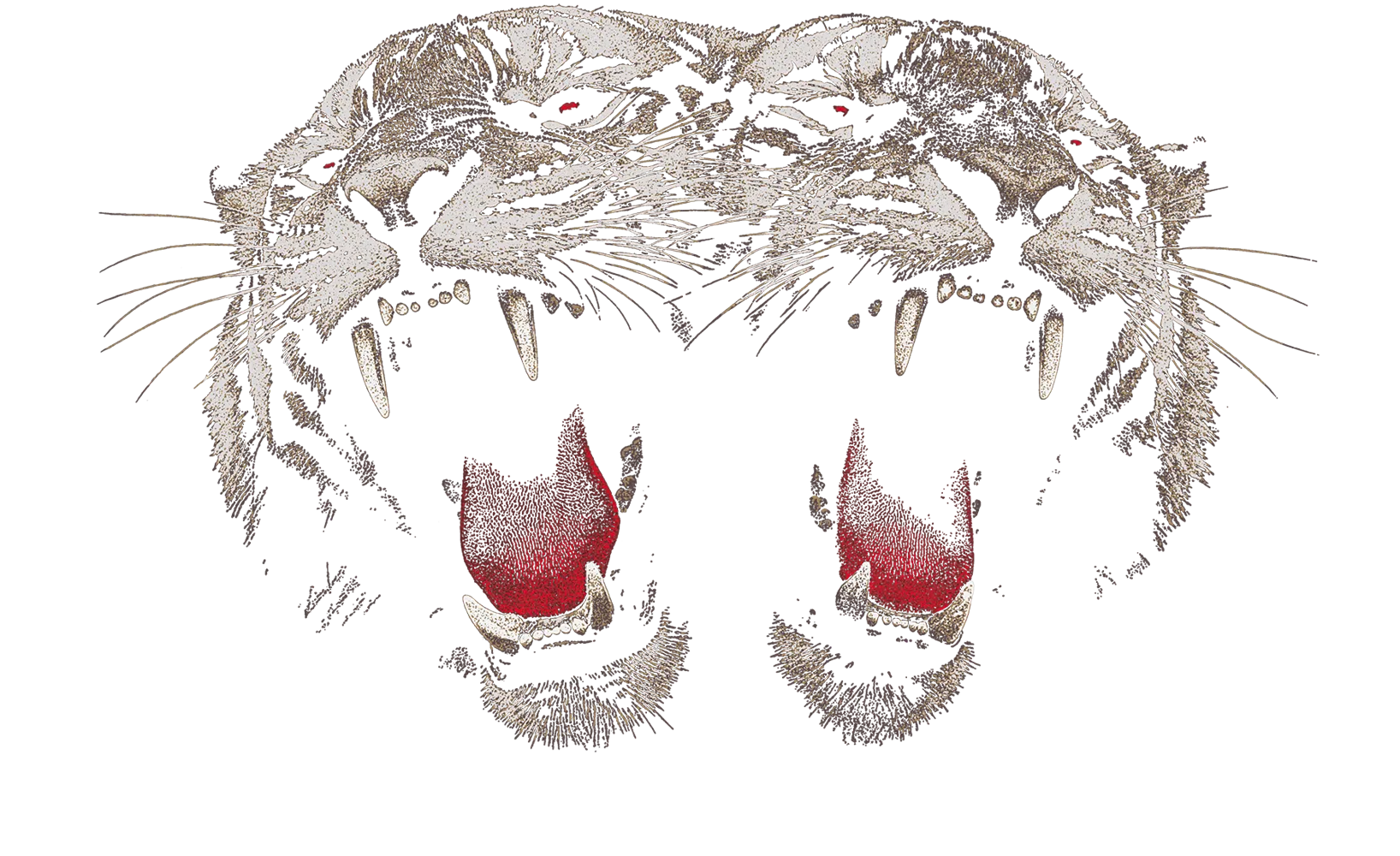 RB Tigers